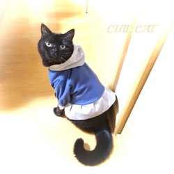 猫服フランネルブルーワンピ 10枚目の画像