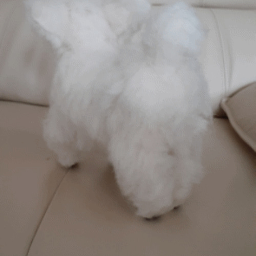 白チワワ 羊毛フェルト コウタ 通販 12619655｜Creema(クリーマ)