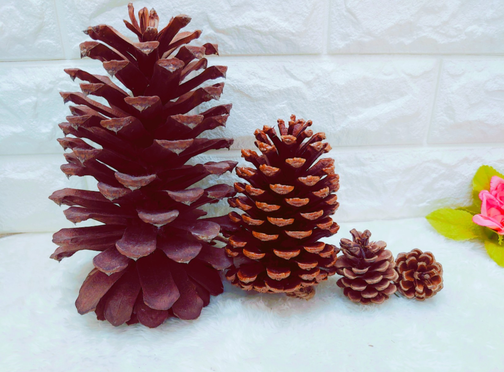 超巨大松ぼっくり☆大王松 その他素材 ひまわり 通販 10482401｜Creema