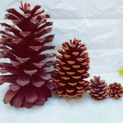 超巨大松ぼっくり☆大王松 その他素材 ひまわり 通販 10482401｜Creema