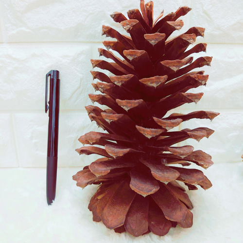 希少　巨大松ぼっくり40個 Amazon.co.jp: 10個の大きな松ぼっくり 高さ4インチから6インチ バルク