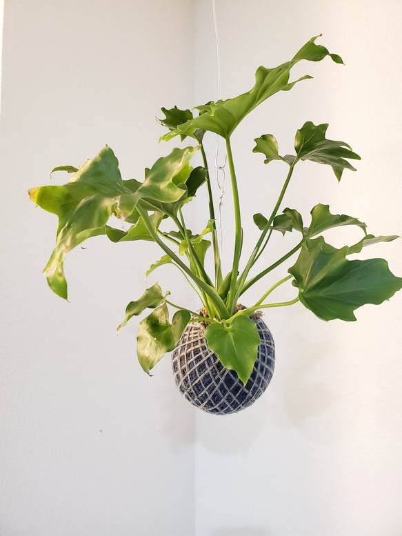 苔玉ハンギング】フィロデンドロン・セローム その他インテリア雑貨