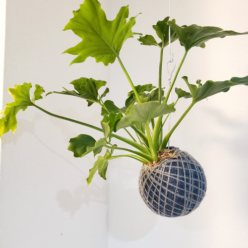 苔玉ハンギング】フィロデンドロン・セローム その他インテリア雑貨
