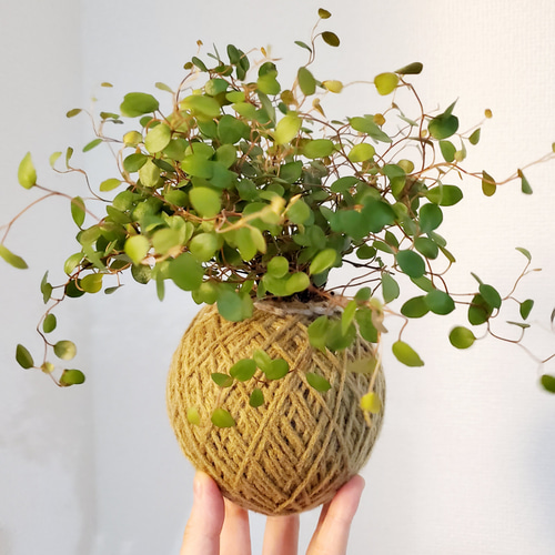 苔玉ハンギング】ワイヤープランツ② その他インテリア雑貨 