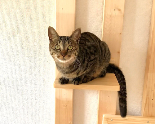 No20 キャットステップ　キャットウォーク　ハンドメイド　焼印【猫】 キャットステップ 奥行き20cm Lサイズ 2点セット キャットウォーク