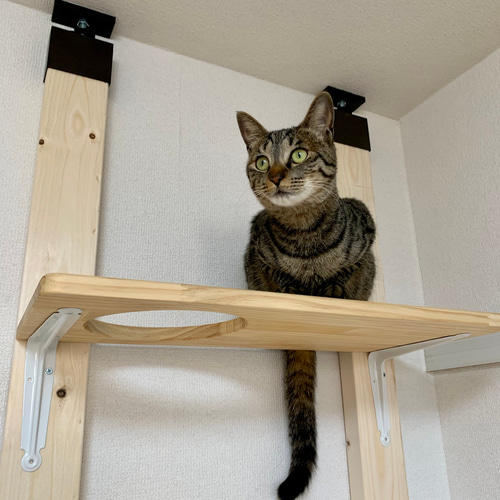 穴付きキャットステップ 4点セット キャットウォーク ハウス