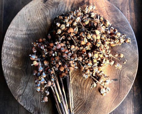 専用お作りします 月桃 実 ★ 生花 花材 リース キャンドル ポプリ 秋 沖縄 月桃 ♡ リース 花材 クラフト キャンドル ポプリ 天然素材