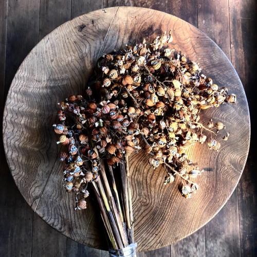 花材【沖縄産 月桃の実】ドライ 15本 ドライフラワー アトリエハナ