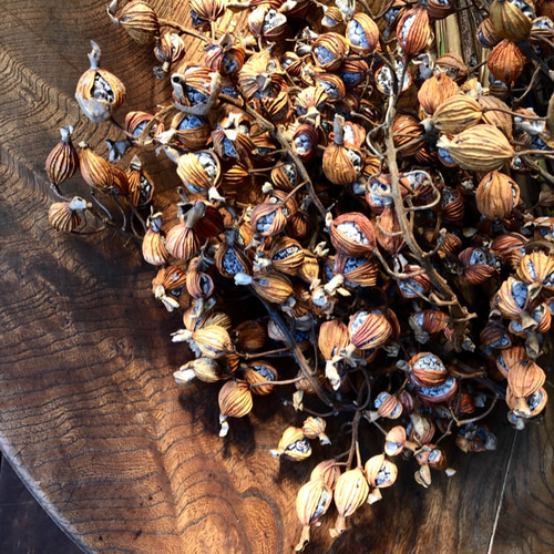 専用お作りします 月桃 実 ★ 生花 花材 リース キャンドル ポプリ 秋 沖縄 花材【沖縄産 月桃の実】ドライ 15本 ドライフラワー アトリエハナ