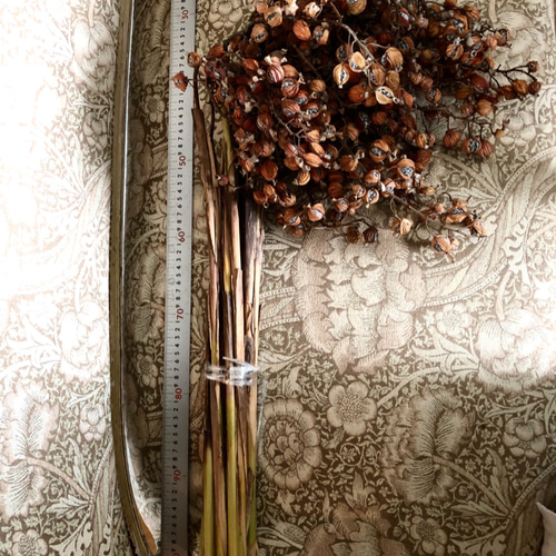 花材【沖縄産 月桃の実】ドライ 15本 ドライフラワー アトリエハナ