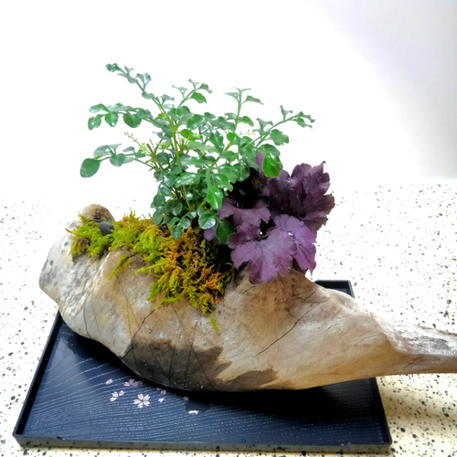 ❣️苔アート❣️流木のアーチ❣️一点物❣️完成品❣️送料込み