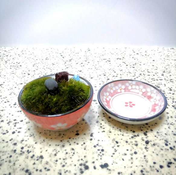 ミニ苔盆栽　ぐい飲み鉢　ピンク1 3枚目の画像