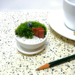 ミニ苔盆栽　ホワイトポット鉢　1 1枚目の画像
