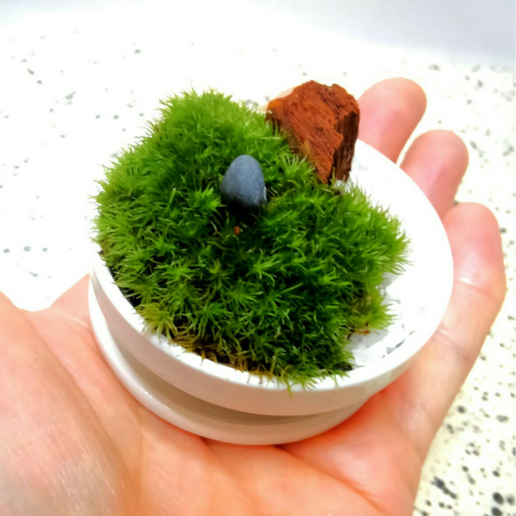 ミニ苔盆栽　ホワイトポット鉢　1 2枚目の画像
