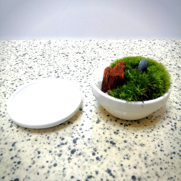 ミニ苔盆栽　ホワイトポット鉢　1 3枚目の画像