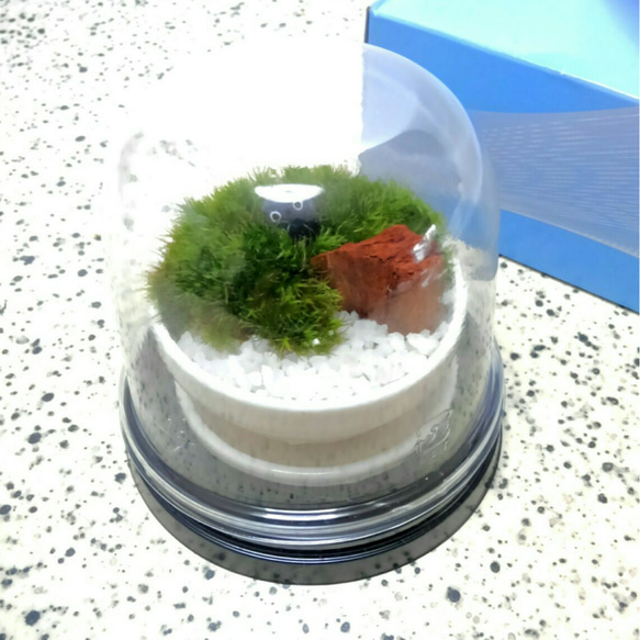 ミニ苔盆栽　ホワイトポット鉢　1 5枚目の画像