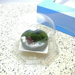 ミニ苔盆栽　丸平鉢　1 2枚目の画像