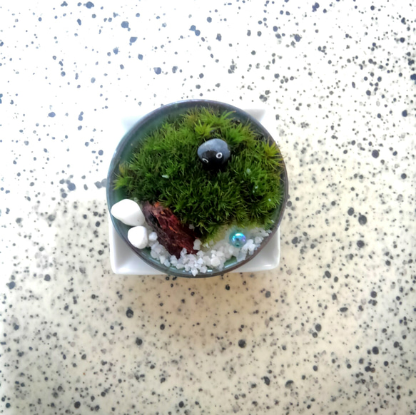 ミニ苔盆栽　丸平鉢　1 3枚目の画像