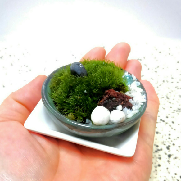 ミニ苔盆栽　丸平鉢　1 5枚目の画像