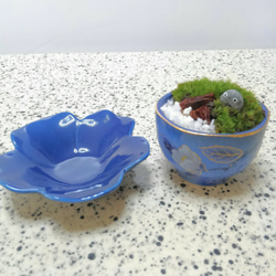 ミニ苔盆栽　瑠璃青磁ぐいのみ鉢(おまかせ) 3枚目の画像