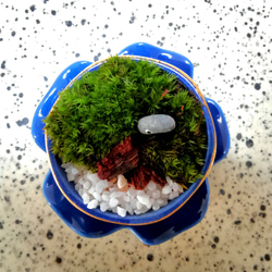 ミニ苔盆栽　瑠璃青磁ぐいのみ鉢(おまかせ) 4枚目の画像