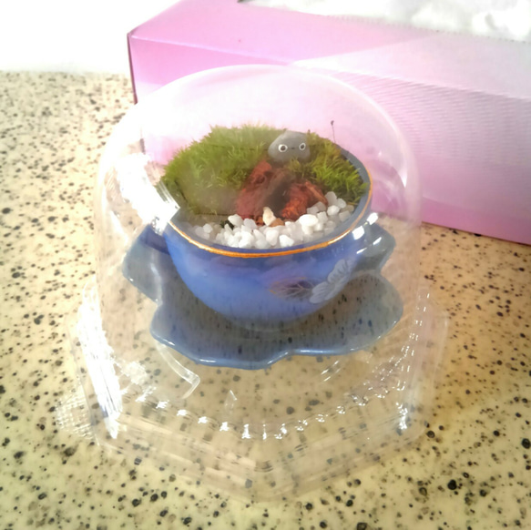 ミニ苔盆栽　瑠璃青磁ぐいのみ鉢(おまかせ) 5枚目の画像
