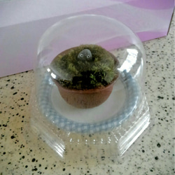 ミニ苔盆栽　焼締鉢　丸型(おまかせ) 5枚目の画像