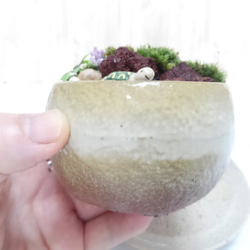 むっちゃんの苔庭　柚子小鉢D 3枚目の画像