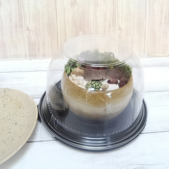 むっちゃんの苔庭　柚子小鉢D 5枚目の画像