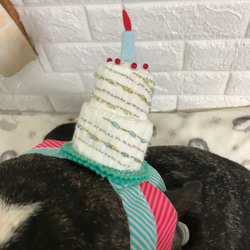 犬用お誕生日飾り 2枚目の画像