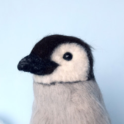 皇帝ペンギン（コウテイペンギン）の赤ちゃん 2枚目の画像