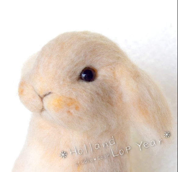 羊毛フェルト オーダー 「リアルで可愛いウサギちゃん」ホーランドロップイヤー たれ耳うさぎホーランドロップイヤー 羊毛フェルト | iichi 日々