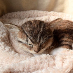 眠る子猫（ブラウンタビー） 1枚目の画像