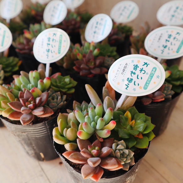 15苗セットの通販 ホーム＆キッチン 多肉植物まとめ売り