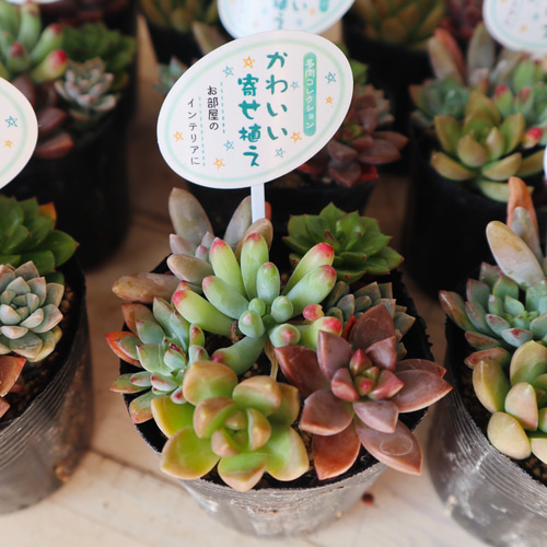 多肉植物☆可愛い寄せ植え☆12ポットセット☆まとめ売り☆ アート