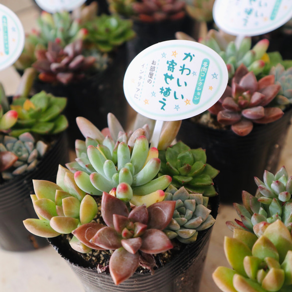 多肉植物☆可愛い寄せ植え☆セダム☆10ポットセット☆まとめ売り 