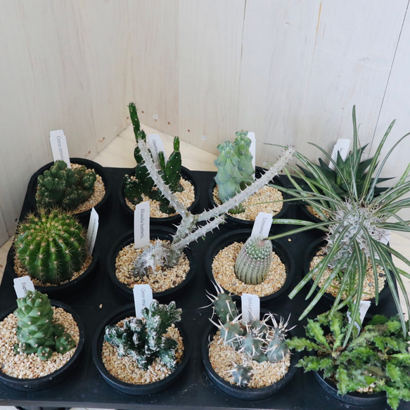現品☆多肉植物☆サボテン☆12種類☆まとめ売り☆ 多肉植物 にこ