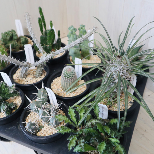 サボテン、まとめ売り