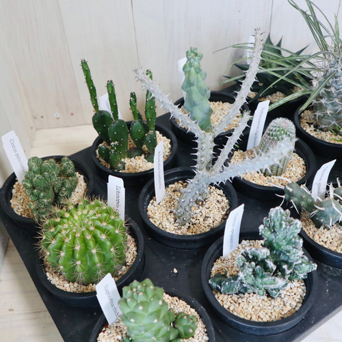 現品☆多肉植物☆サボテン☆12種類☆まとめ売り☆ 多肉植物 にこ