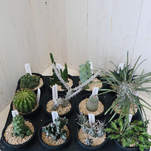 サボテン YHM BROWN フェイクグリーン 柱サボテン ポット71 | hutt