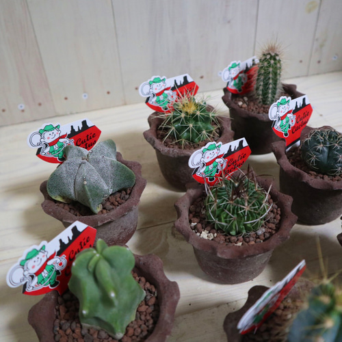 多肉植物☆サボテン☆9種類☆まとめ売り☆観葉植物☆ 多肉植物 にこ園 