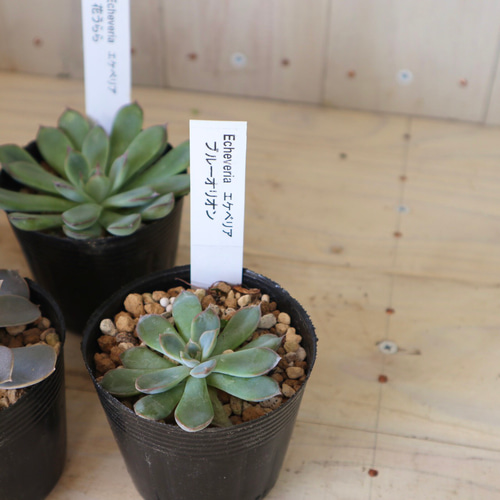 多肉植物☆エケベリア☆6種類☆6ポット☆セット売り☆ 多肉植物 にこ