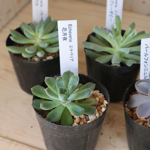エケベリア　まとめ売り 当店農場生産】多肉植物 エケベリア 20種類セット 超お買い得！1