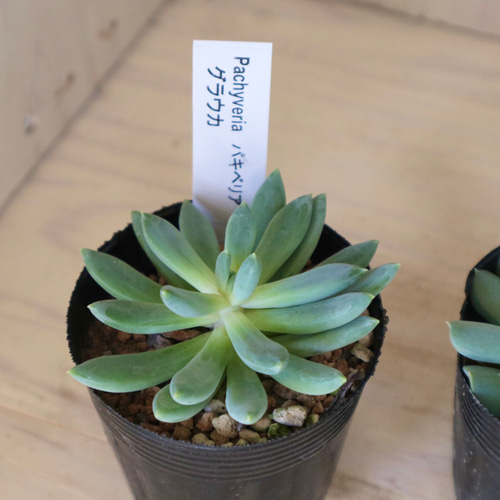 多肉植物☆エケベリア☆6種類☆6ポット☆セット売り☆ 多肉植物 にこ  