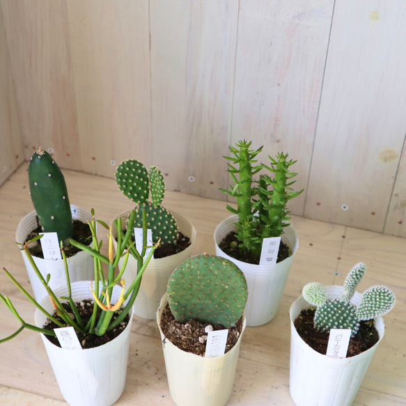 多肉植物☆サボテン☆6種類☆6ポット☆まとめ売り☆ アートフラワー