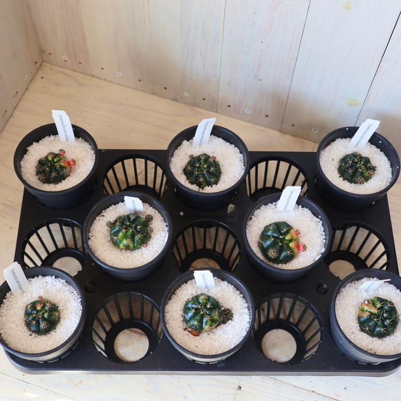 多肉植物☆サボテン☆ギムノカリキウム☆ダムシー錦☆8鉢セット 