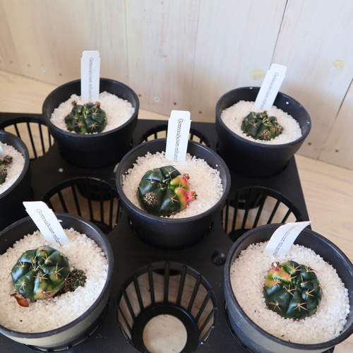 多肉植物☆サボテン☆ギムノカリキウム☆ダムシー錦☆8鉢セット 