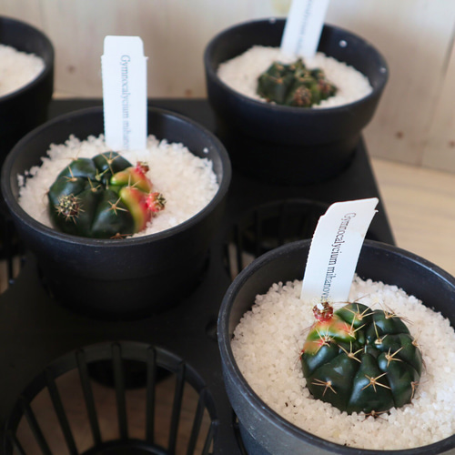 多肉植物☆サボテン☆ギムノカリキウム☆ダムシー錦☆8鉢セット 