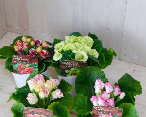 0_02e645008657cf7e1074a538c67b