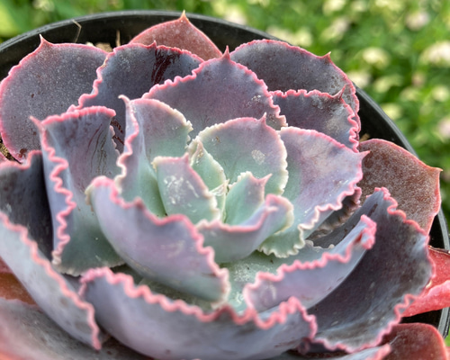 ネオンブレーカーズ 錦 厳選美苗 レア種 1点物 多肉植物 エケベリア ネオンブレーカーズ 錦 厳選美苗 レア種 1点物 多肉植物 エケベリア